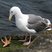Western Gull